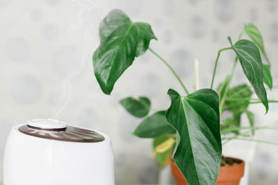 Air humidifier spreading steam on houseplant. humidification of dry air. selective focus. air purity