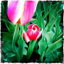 Close-up of red flowers blooming outdoors