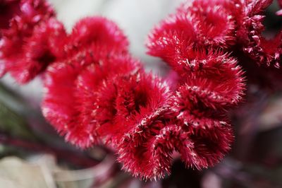 Close-up of red flower