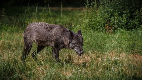 Side view of an animal on field