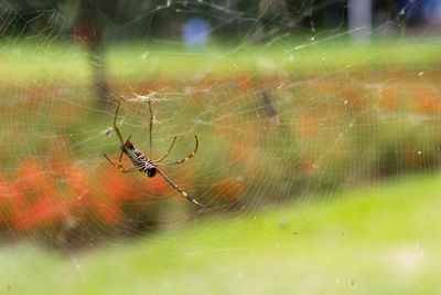 Spider on web