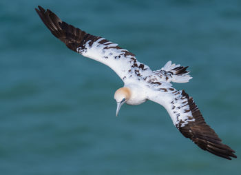 Seagull flying in the sea