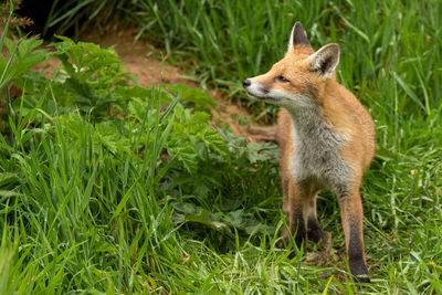 Side view of an animal on grass