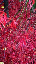 Close-up of red leaves on plant during autumn