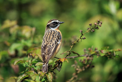 A whinchat male