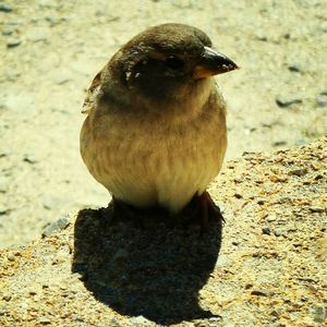 Close-up of an animal