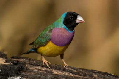 Close-up of parrot perching on wood