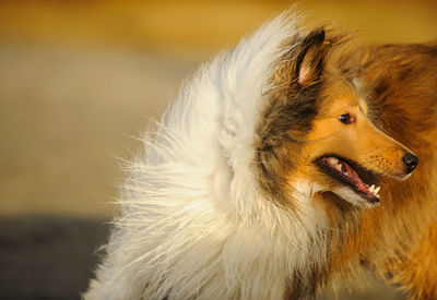 Close-up of shetland sheepdog looking away