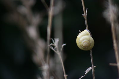 Close-up of snail on plant