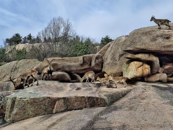 View of an animal on rock against sky