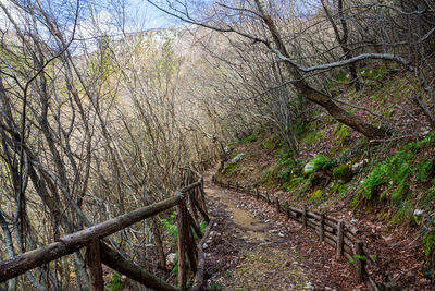 Bare trees in forest