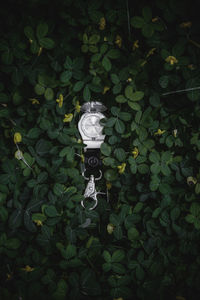 Close-up of plants against blurred background