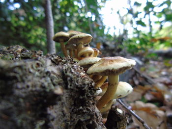 Close-up of mushroom on tree in forest