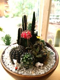 Close-up of potted cactus plant