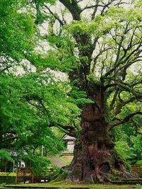 Plants growing on tree