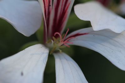 Close-up of flower blooming outdoors
