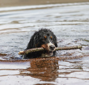 Portrait of wet dog