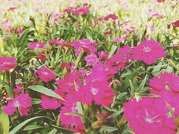 Close-up of pink flowers