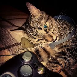 Portrait of cat
