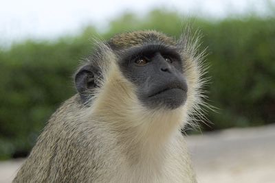 Close-up portrait of monkey