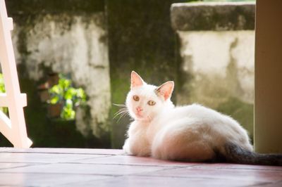 Cat looking away