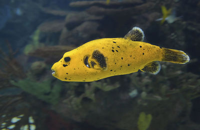 Big lonely fish in the ocean, yellow, algae