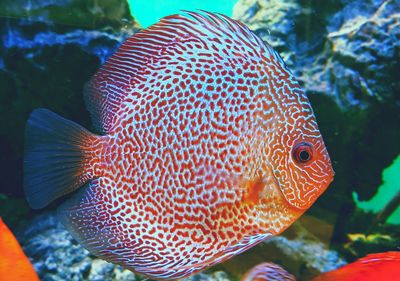 Close-up of fish underwater