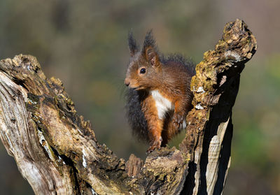 Close-up of squirrel on tree trunk