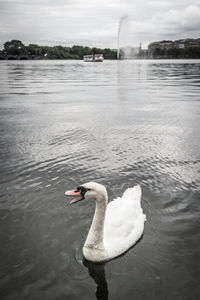 Swan floating on lake