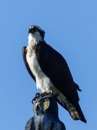 Low angle view of an osprey 