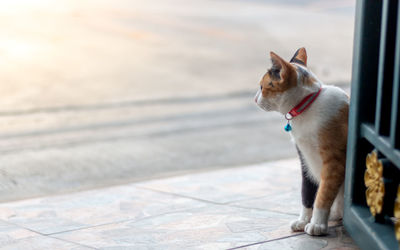 Dog looking away on footpath