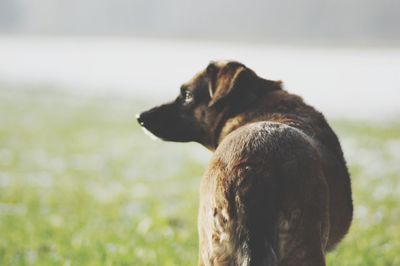 Close-up of a dog looking away