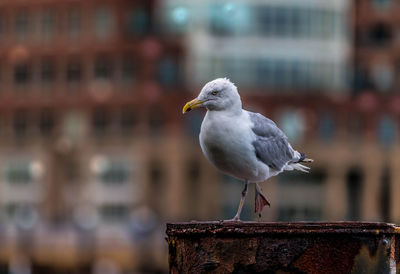 Close-up of seagull perching on wooden post