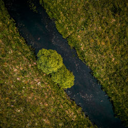 High angle view of plant on land