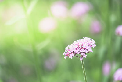 Close-up of pink flowering plant