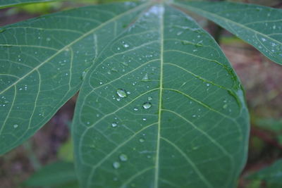 Close-up of raindrops on leaves