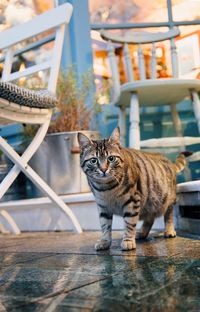 Portrait of cat on table