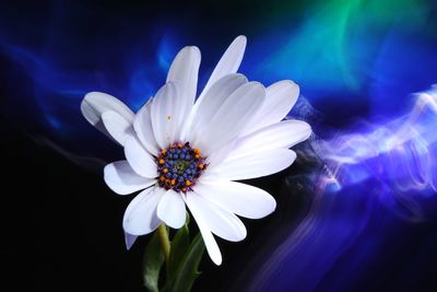 Close-up of white flower