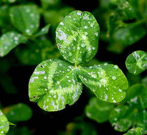 Close-up of raindrops on leaves