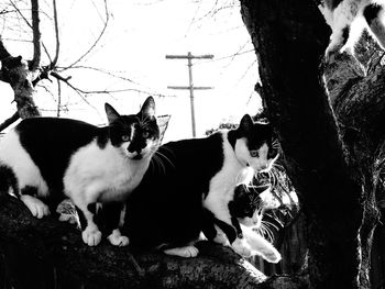 Dogs in park against sky