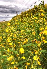 Yellow flowers growing in field