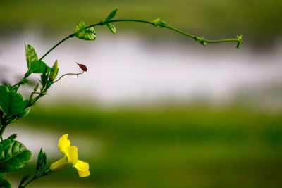 Close-up of flowering plant