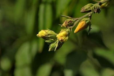 Close-up of yellow flowering plant