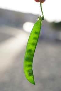 Close-up of green leaf on plant