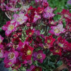 Close-up of pink flowers