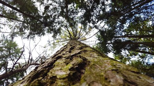 Low angle view of tree against sky