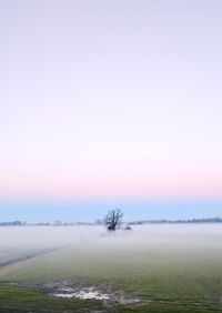 Bare trees on snow covered landscape against clear sky