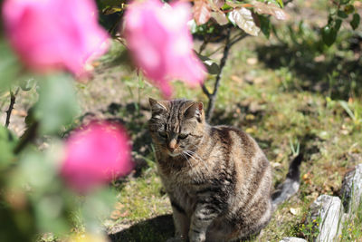 Cat sitting on field by plants