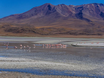Flock of flamingos at lakeshore by mountains