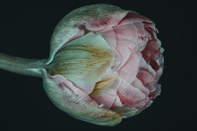 Macro close up flower photography peony rose